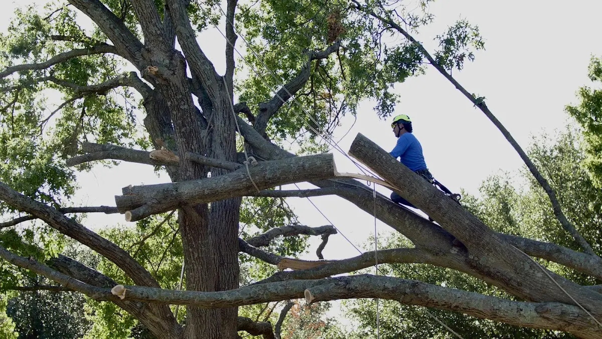 Professional Crown Thinning performed by certified arborists in Eton